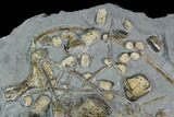 Plate of Fossil Ichthyosaurus Bones - Holzmaden, Germany #130206-3